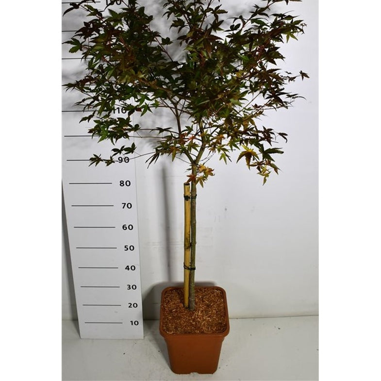 Japansk lönn – Acer palmatum 'Beni-maiko' - C15 60 cm. Stam